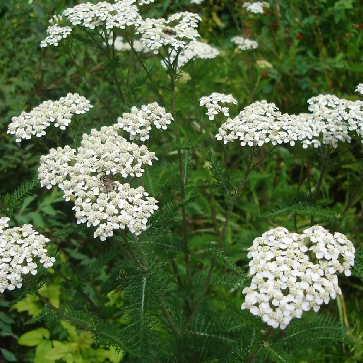 Achillea millefolium