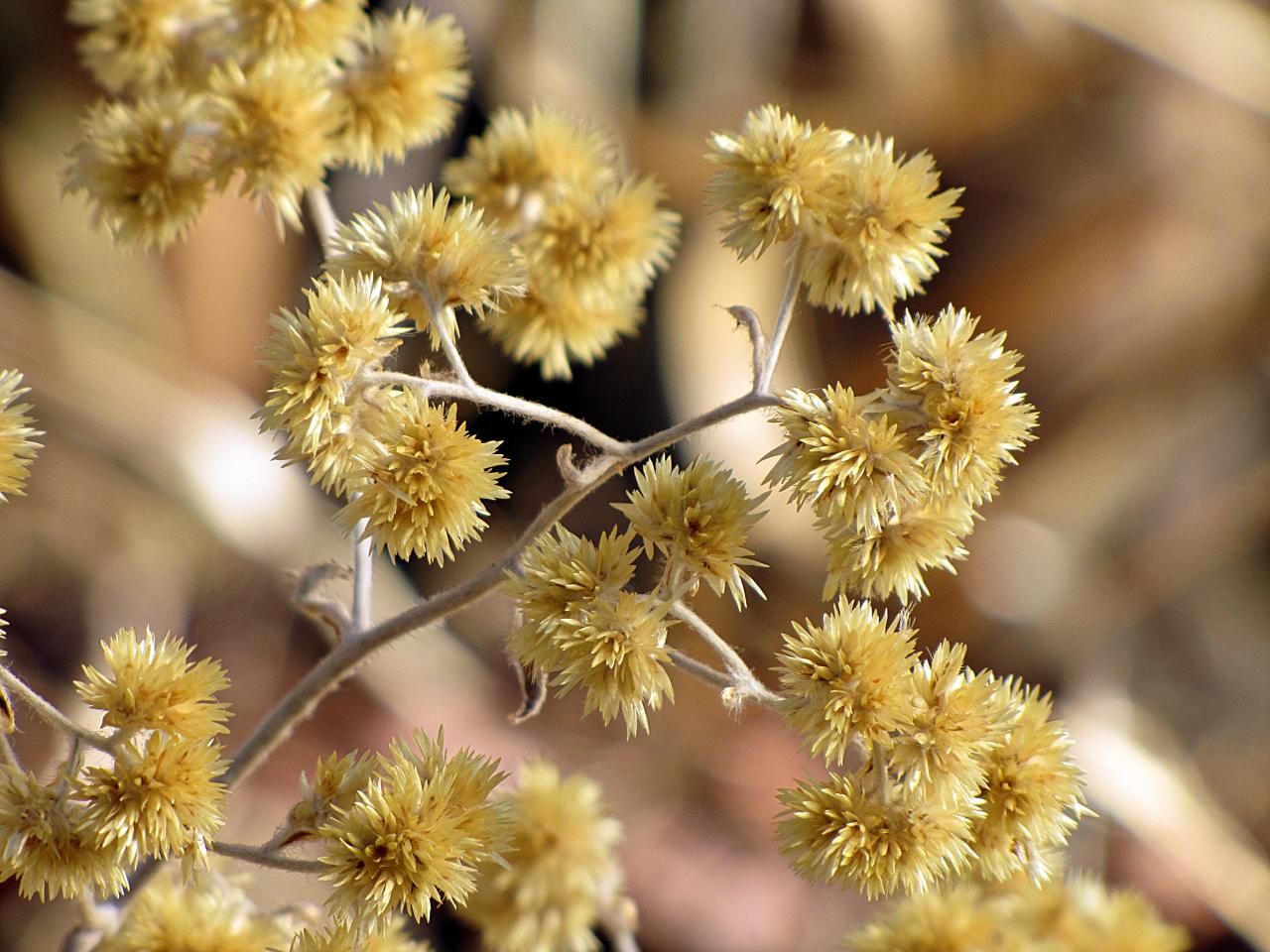 Achyrocline satureioides