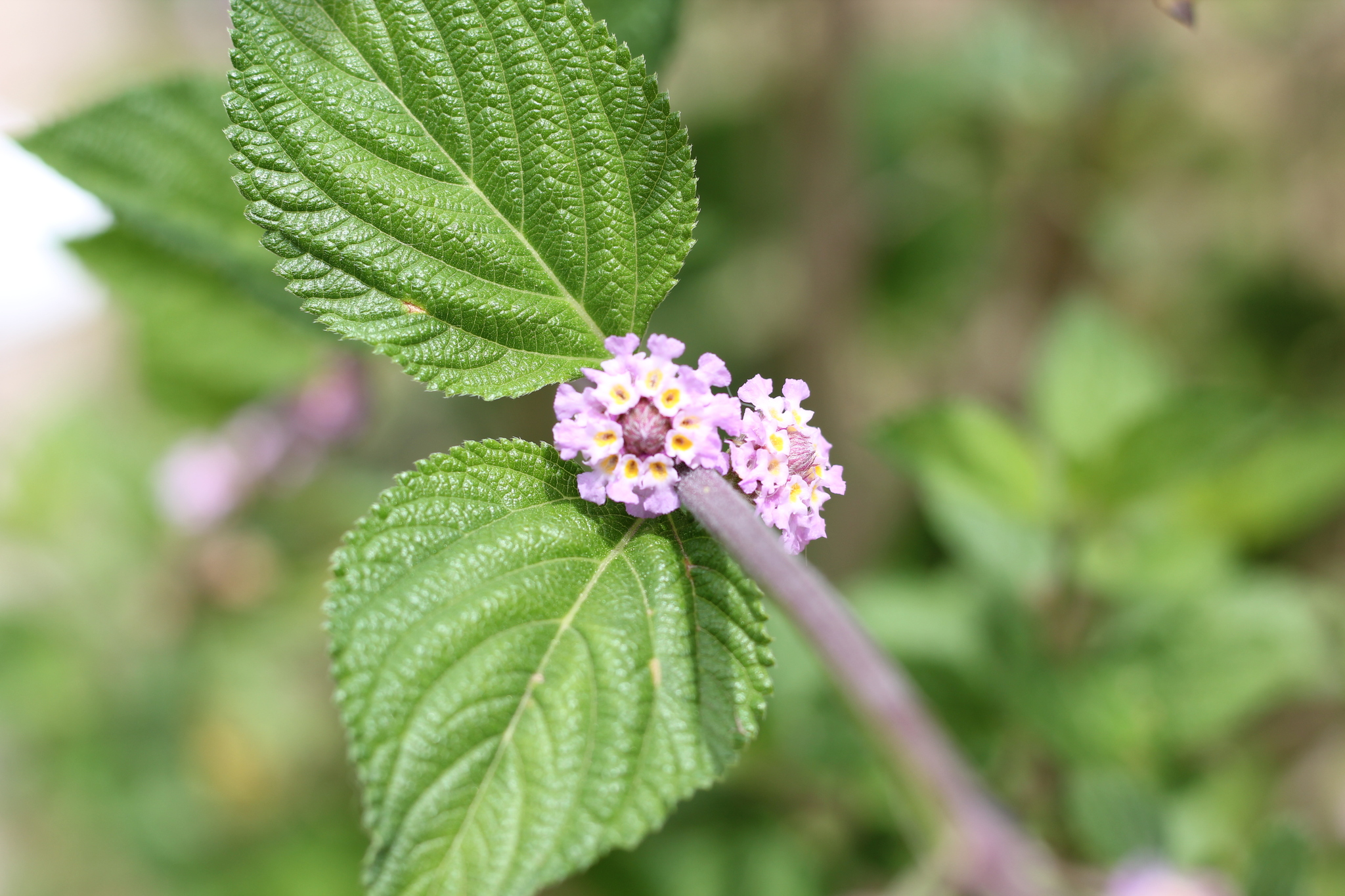Lippia alba