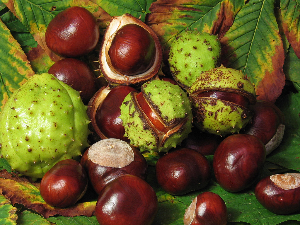 Aesculus hippocastanum